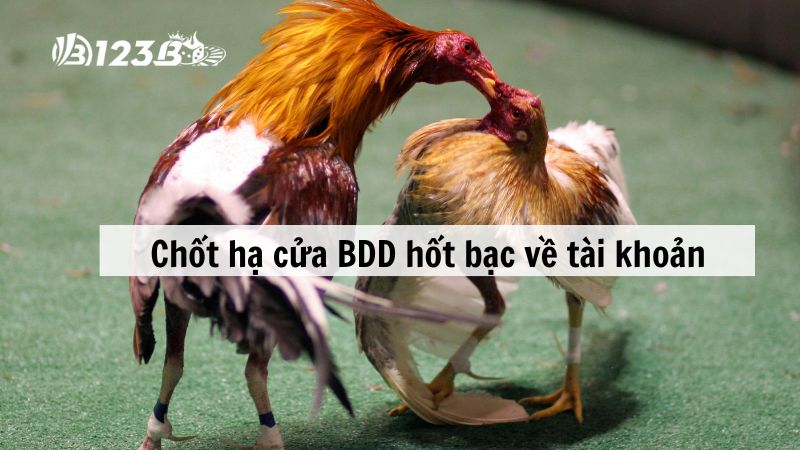 Chốt hạ cửa BDD hốt bạc về tài khoản