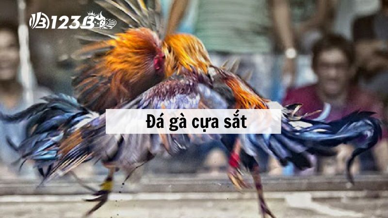 Đá gà cựa sắt - Cược chắc tay nắm ngay phần thắng