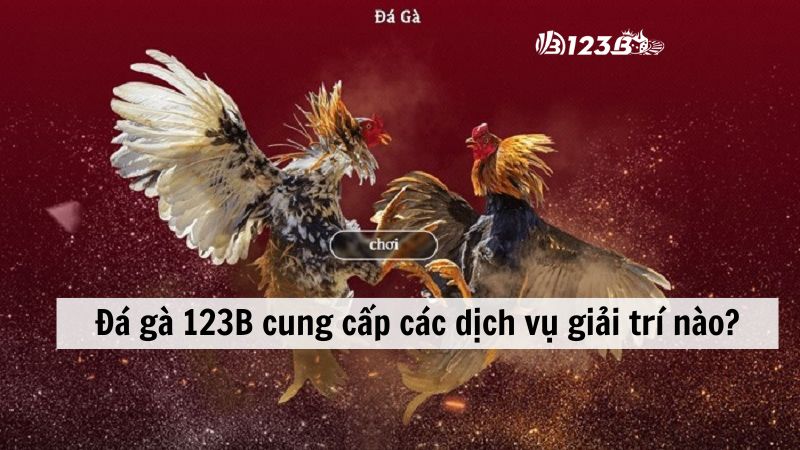 Đá gà 123B cung cấp các dịch vụ giải trí nào?