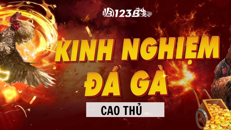 Một số kinh nghiệm chơi Đá gà 123B từ cao thủ lão làng