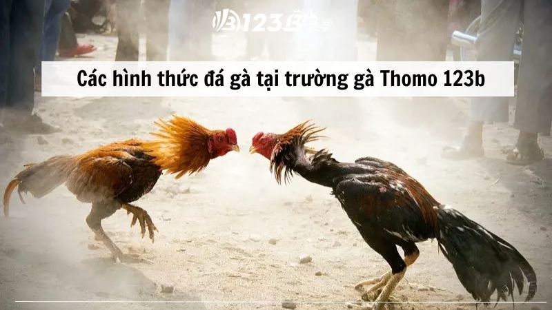 Các hình thức đá gà tại trường gà Thomo được yêu thích nhất hiện nay