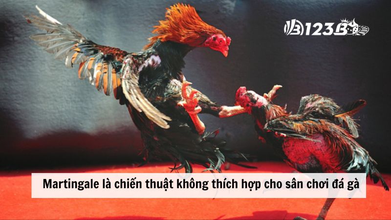 Martingale là chiến thuật không thích hợp cho sân chơi đá gà