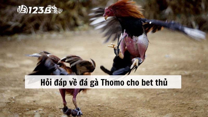 Hỏi nhanh đáp gọn về đá gà Thomo cho bet thủ